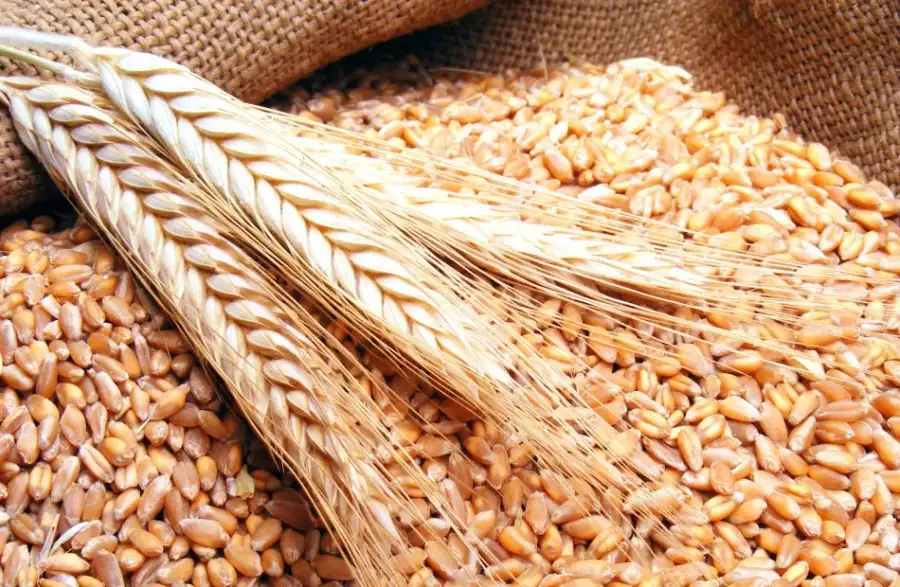 غرفة صناعة الحبوب: توقعات بحصول الحكومة على 6 ملايين طن قمح من المزارعين