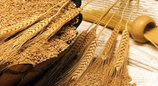 المالية: 1.1 مليار جنيه دفعة مقدمة لشراء القمح المحلى من المزارعين
