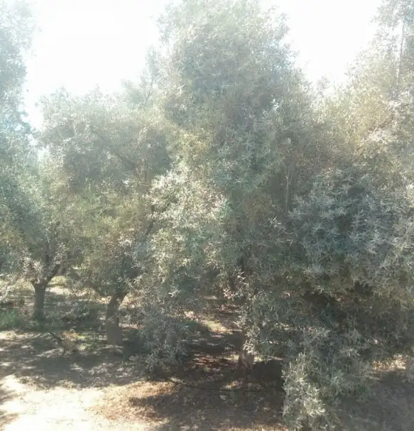 وزارة الزراعة تعاين حقول الزيتون في الجيزة