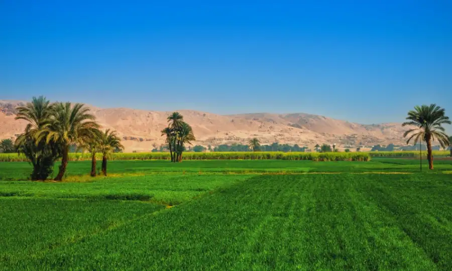 مصر تستنبط طفرات زراعية جديدة لمجابهة التغيرات المناخية