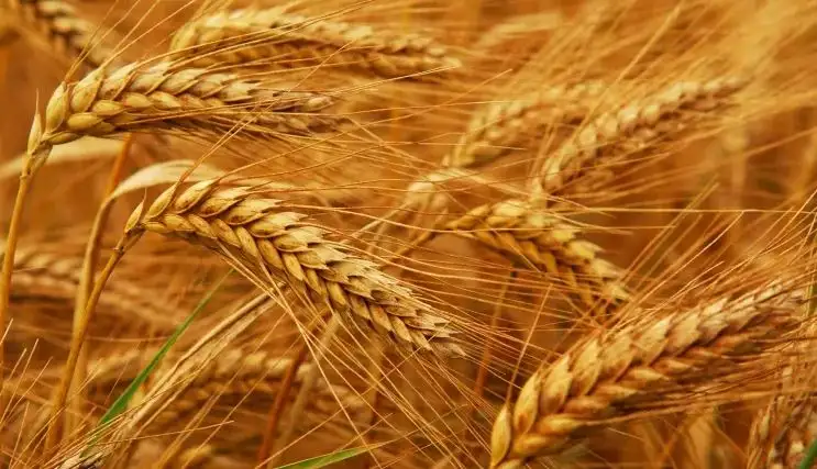 أوكرانيا تطالب بإنشاء "ممر آمن" لتصدير القمح والحبوب العالقة