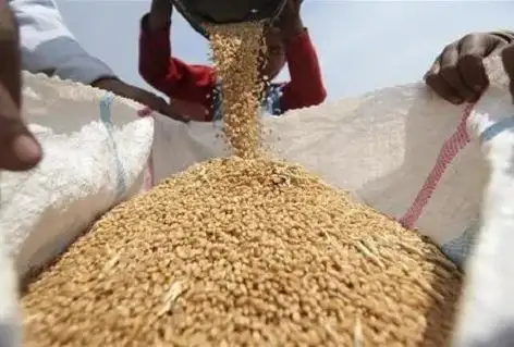 غرفة الحبوب: من المستهدف زيادة السعة التخزينية للصوامع بأحدث التكنولوجيا إلى 9 ملايين طن خلال 6 سنوات