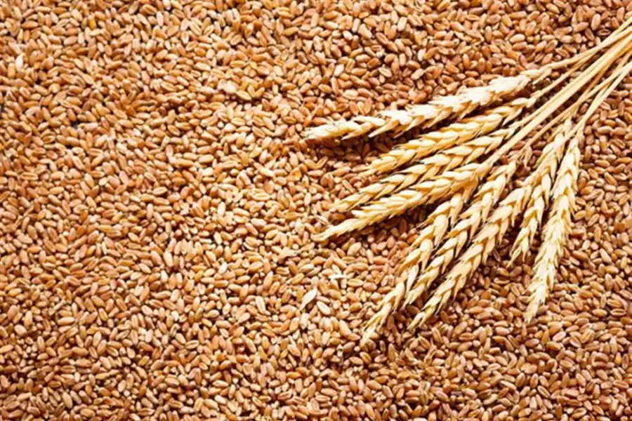 "التعاوني الزراعي" يطالب وزير الزراعة بـ5 مطالب قبل ربط منظومتي القمح والأسمدة المدعمة