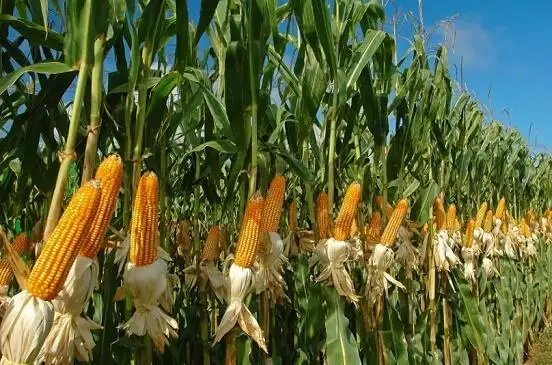 إندونيسيا تهدف إلى وقف استيراد الذرة في غضون 3 سنوات