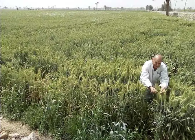 لتجنب الإصابة وزيادة الإنتاجية.. بحوث "أمراض النباتات" يصدر توصيات لمزارعي القمح