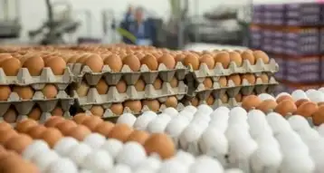 الزراعة تطرح كميات من بيض المائدة بأسعار مخفضة عبر منافذها بالمحافظات المختلفة