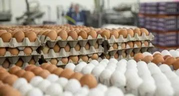 شعبة بيض المائدة: هبوط الأسعار بسبب زيادة المعروض.. وتراجع سعر الأعلاف 500 جنيه