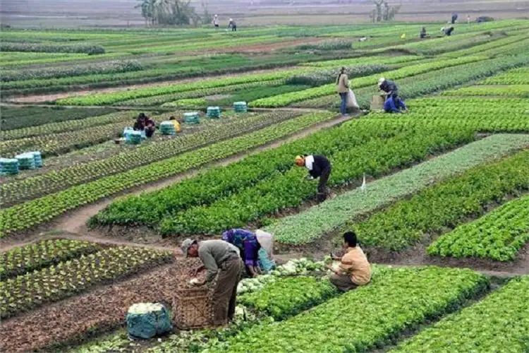 جمعية رجال الأعمال: تشكيل لجنة مع البنك الزراعي لتحديد تكلفة الإنتاج للمحاصيل المختلفة