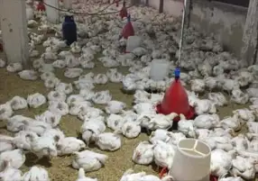 شعبة الدواجن: الكيلو يصل إلى 45 جنيها بالأسواق وتوقعات بارتفاعات أخرى