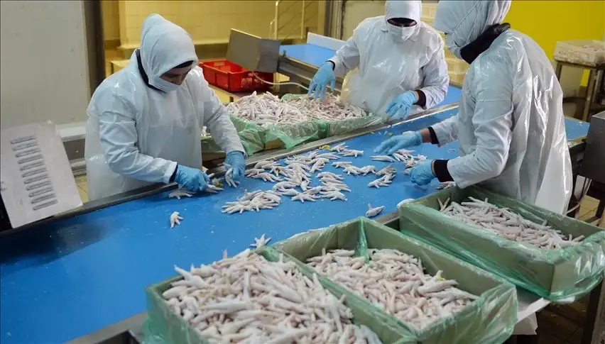 مسؤول بالتموين: أكثر من 8 شركات مصرية تصدر «رجول الفراخ» إلى الصين