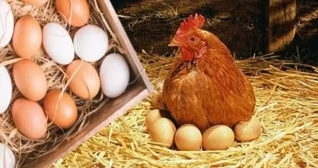 أسعار الدواجن تتراجع جنيها والبانيه يصل لـ190 جنيها.. وطبق البيض الأحمر بـ111 جنيها