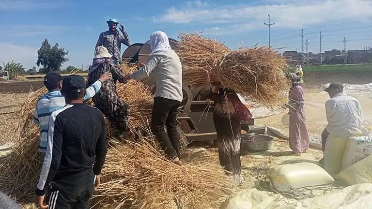 توريد 22 ألف طن قمح لـ22 موقعا بكفر الشيخ