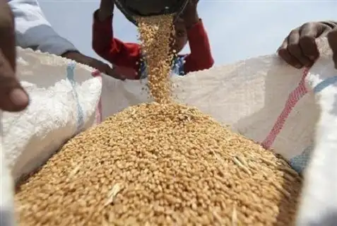 الزراعة: حصاد 1.7 مليون فدان وتوريد 1.6 مليون طن حتى الآن