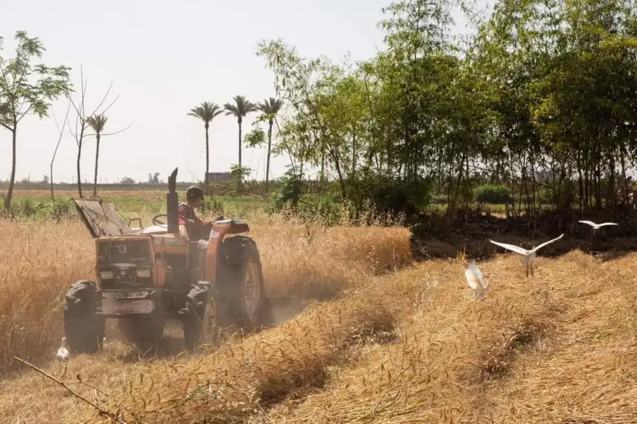 التموين: استلام 1.9 مليون طن قمح محلي حتى الآن من المزارعين