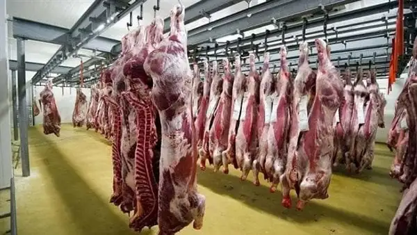 نقيب الجزارين: نتوقع انخفاضا في أسعار اللحوم خلال خمسة أشهر