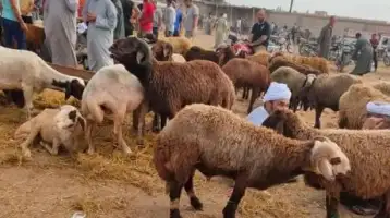 قبل عيد الأضحى.. الزراعة تعلن إرشادات مهمة قبل شراء الأضحية واللحوم
