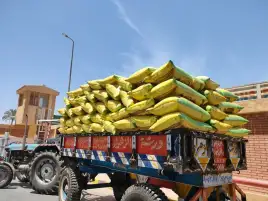 توريد أكثر من 171 ألف طن قمح إلى مخازن الغربية بنسبة 98.22%
