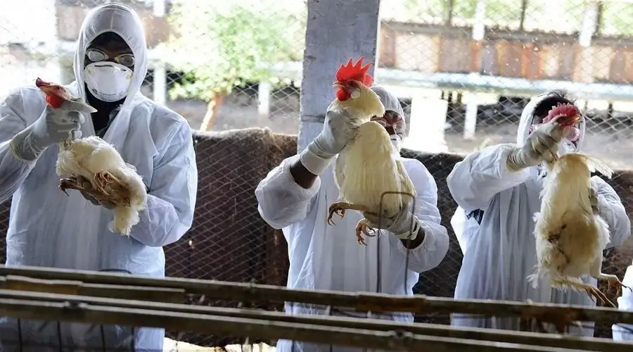 نفوق عشرين قطة على الأقل في بولندا بسبب إنفلونزا الطيور
