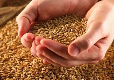غرفة صناعة الحبوب: ارتفاع معدلات توريد القمح المحلي لـ3.8 مليون طن