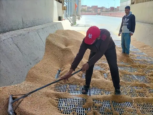 بعد انسحاب روسيا من اتفاقية الحبوب.. التموين: احتياطي القمح يكفي 6 أشهر