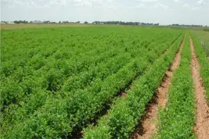 وزير الزراعة يوجه بتطهير المراوي لمواجهة تأثير الحر الشديد على المحاصيل