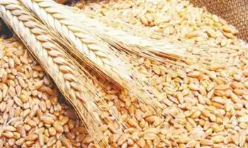تراجع أسعار القمح عالميا في مستهل أسبوع التداول