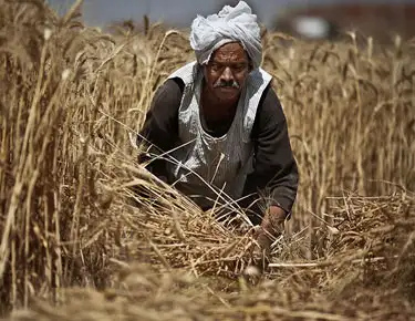 محافظ كفر الشيخ يهنئ المزارعين بعيد الفلاح الـ71: عيد لكل المصريين