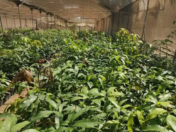 الزراعة: ترخيص أول مشتل لمعهد البساتين في إنتاج الشتلات المعتمدة عالية الجودة