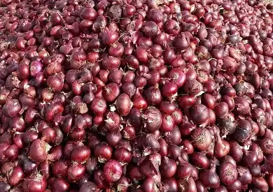 نقيب الفلاحين: الكوارث الطبيعية أدت لزيادة الطلب على البصل المصري