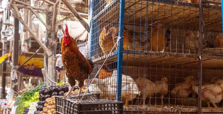 اتحاد منتجي الدواجن: 90 جنيها سعر الكيلو في المزرعة.. الأقل ارتفاعًا بين السلع