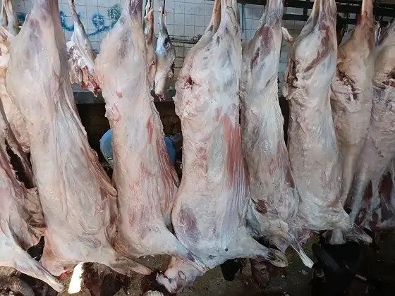 عاجل...مسئول بالتموين: طرح 20 ألف رأس ماشية بـ1350 منفذا استعدادا لعيد الأضحى