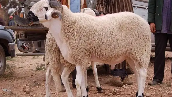 تزامنا مع عيد الأضحى.. ما التوقيت الشرعي والطريقة السليمة لذبح الأضحية؟
