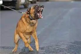 أطلقوا كلبا عليه.. القبض على مالكة شركة إعلان و3 موظفين لاتهامهم بالتعدي على شخص بمدينة نصر
