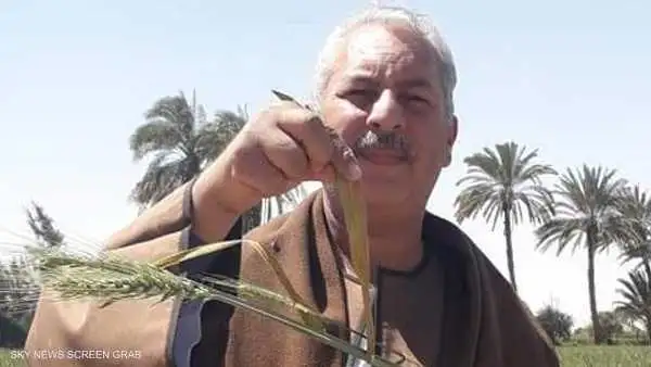 "الصدأ"  يهدد القمح المصري